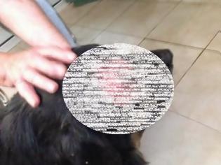 Φωτογραφία για ΠΡΟΣΟΧΗ ΣΚΛΗΡΕΣ ΕΙΚΟΝΕΣ: Ανθρωπόμορφα τέρατα στην Πάτρα πυροβόλησαν σκυλί στο κεφάλι...