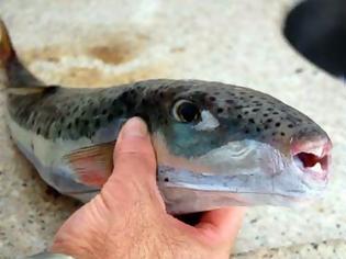 Φωτογραφία για Κεφαλονιά: Το επικίνδυνο ψάρι λαγοκέφαλος εμφανίστηκε ξανά