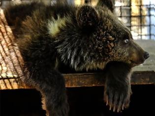 Φωτογραφία για Αρκούδα ξερίζωσε το χέρι εννιάχρονου σε ζωολογικό κήπο!