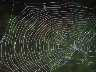 Φωτογραφία για ΤΡΟΜΑΚΤΙΚΟ: Δείτε την αράχνη που έχει μέγεθος κουταβιού και τρώει πουλιά [photo]