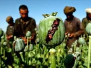 Φωτογραφία για Σε επίπεδα ρεκόρ η καλλιέργεια οπίου στο Αφγανιστάν