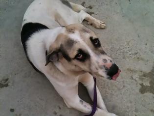 Φωτογραφία για Η Φωτεινούλα, η σκυλίτσα που βρέθηκε πυροβολημένη στο κεφάλι στη Κλειτόρια Καλαβρύτων, χειρουργήθηκε και είναι καλά