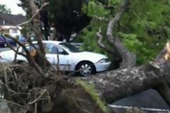Δέντρο έπεσε στη Λεωφόρο Αλεξάνδρας και προκάλεσε κυκλοφοριακά προβλήματα