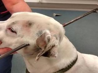 Φωτογραφία για Απίστευτη αλητεία «ανθρώπου»: Τόξευσε σκυλί με βαλλίστρα... [photos]