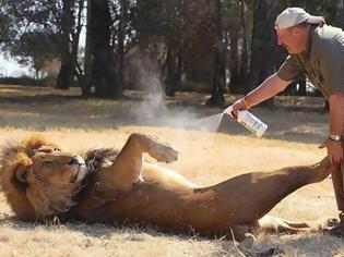 Φωτογραφία για Αυτό είναι το μεγαλύτερο λιοντάρι στον κόσμο ! [photos]