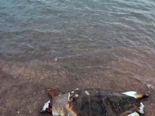 Φωτογραφία για Xτυπημένη θαλάσσια χελώνα στη παραλία της Καραθώνας