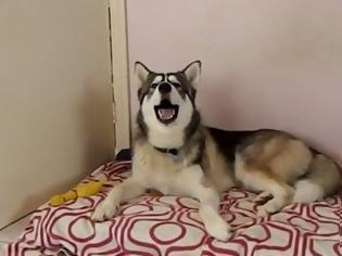 Φωτογραφία για Ο υπέροχος σκύλος που τραγουδάει το I feel good του James Brown [video]