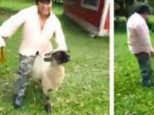 Φωτογραφία για Για πολλά γέλια: Μεθυσμένος ενοχλούσε πρόβατο και δείτε τι έπαθε...[video]