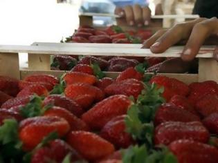 Φωτογραφία για Αθώοι οριστικά οι κατηγορούμενοι για τις «ματωμένες φράουλες» της Μανωλάδας