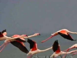 Φωτογραφία για 50 πανέμορφα φλαμίνγκο εμφανίστηκαν στο Ναύπλιο! [photos]