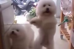 ΑΠΙΘΑΝΟ βίντεο: Σκύλος χορεύει ντίσκο στα 2 του πόδια!