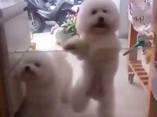 Φωτογραφία για ΑΠΙΘΑΝΟ βίντεο: Σκύλος χορεύει ντίσκο στα 2 του πόδια!