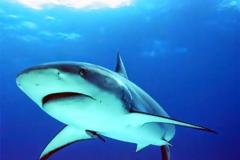 Συγκλονιστικές εικόνες: Καρχαρίας τριών μέτρων επιτίθεται σε σέρφερ!