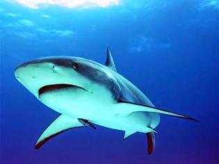 Φωτογραφία για Συγκλονιστικές εικόνες: Καρχαρίας τριών μέτρων επιτίθεται σε σέρφερ!