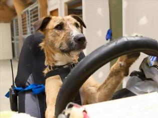 Φωτογραφία για Μάθε στο σκύλο σου να οδηγεί! [video]