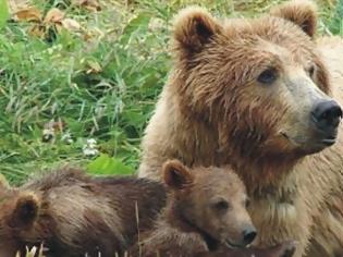 Φωτογραφία για Αρκούδα έκανε βόλτες στο Αργος Ορεστικό - Έφτασε ανάμεσα σε σπίτια