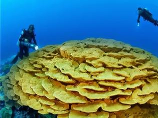 Φωτογραφία για Τα κοράλλια των ελληνικών βυθών [Photos]