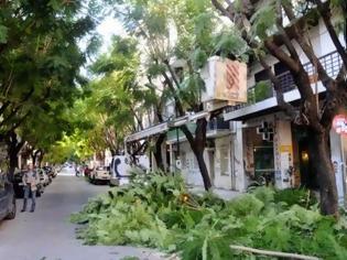 Φωτογραφία για Πάτρα: Κλαδεύτηκαν επιτέλους τα δένδρα στην οδό Κωνσταντινουπόλεως
