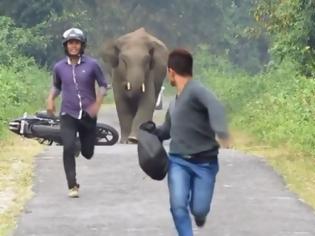 Φωτογραφία για Ξεκαρδιστικό βίντεο: Ελέφαντας πήρε στο κυνήγι 2 αναβάτες μοτοσικλέτας και αυτοί παράτησαν τη μηχανή και άρχισαν να τρέχουν