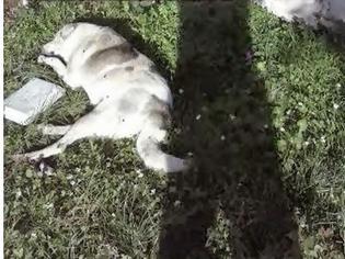 Φωτογραφία για ΑΠΑΡΑΔΕΚΤΕΣ ΕΙΚΟΝΕΣ: Οργή για τα τρία δολοφονημένα σκυλιά στο Νεοχώρι στο Ιωαννίνων!