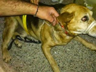 Φωτογραφία για ΣΟΚ: Γυναίκα έσωσε το σκύλο της και πρέπει να πληρώσει 10.000 ευρώ