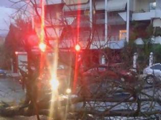 Φωτογραφία για Δείτε φωτογραφίες από τη πτώση του δέντρου πάνω σε αυτοκίνητο στη Λαμία [photos]