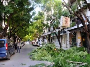 Φωτογραφία για Πάτρα: Συνεχίζεται το κλάδεμα στην οδό Κωνσταντινουπόλεως
