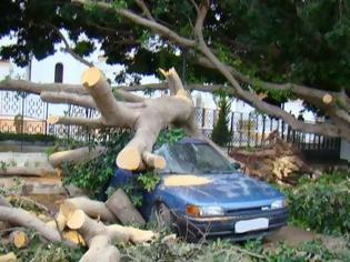 Φωτογραφία για Δέντρο που βρίσκεται δίπλα από σχολείο και εκκλησία (!) ξεριζώθηκε και έπεσε πάνω σε αυτοκίνητο στη Ρόδο [photos]