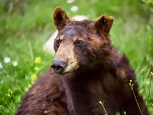 Φωτογραφία για «Έφυγε» ο Γιώργος, η αμερικάνικη αρκούδα του «Αρκτούρου»