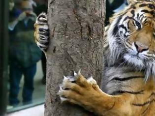 Φωτογραφία για Ακόμη ψάχνουν την τίγρη στο Παρίσι που μάλλον δεν είναι... τίγρης