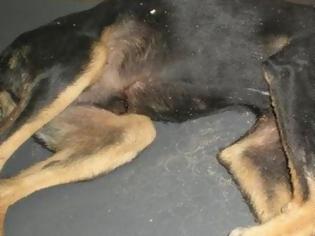 Φωτογραφία για Ρόδος: Ποινική δίωξη στον 74χρονο που πολτοποίησε το κεφάλι σκυλιού