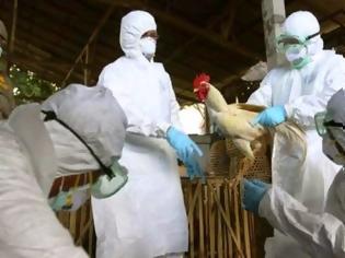 Φωτογραφία για Συναγερμός στην Ολλανδία για την γρίπη των πτηνών