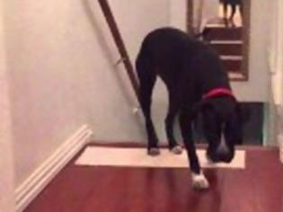 Φωτογραφία για Αυτός είναι ο ΠΙΟ ΦΟΒΙΤΣΙΑΡΗΣ σκύλος, που έχετε δει ποτέ! [video]