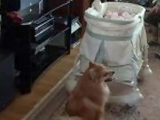 Φωτογραφία για ΠΟΣΟ ΓΛΥΚΟ; Μικρόσωμος σκύλος τρελαίνεται όταν βλέπει για πρώτη φορά το μωρό της οικογένειας! [video]