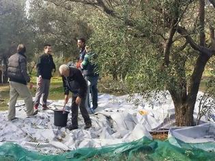 Φωτογραφία για Κίνηση ΑΝΘΡΩΠΙΑΣ από τον Δήμο Γλυφάδας! Μαζεύει ελιές για να δώσει λάδι σε άπορες οικογένειες!
