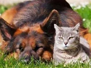 Φωτογραφία για Γάτος vs Σκύλος: Η αιώνια μάχη [video]