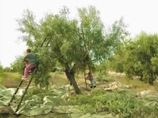 Φωτογραφία για Ηλεία: Ξεψύχησε μπροστά στα πεθερικά του, μαζεύοντας ελιές