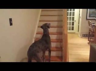 Φωτογραφία για ΞΕΚΑΡΔΙΣΤΙΚΟ βίντεο: Σκύλος βλέπει φάντασμα για πρώτη φορά και κάνει σαν τρελός [video]