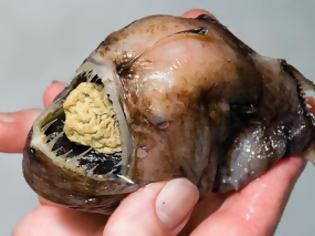 Φωτογραφία για Τα πιο παράξενα πλάσματα που έχουν βρεθεί στην θάλασσα σε ανατριχιαστικές φωτογραφίες!