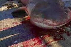 Τα σαγόνια ενός καρχαρία τριών μέτρων είδε ψαράς από την Αργολίδα... [photos]