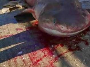 Φωτογραφία για Τα σαγόνια ενός καρχαρία τριών μέτρων είδε ψαράς από την Αργολίδα... [photos]