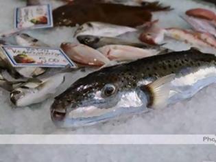 Φωτογραφία για Ηλεία: Το συγκεκριμένο ψάρι δεν ήταν προς πώληση - Η φωτογραφία που κάνει το γύρο του διαδικτύου!