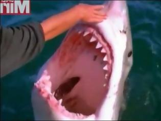 Φωτογραφία για ΒΙΝΤΕΟ-ΣΟΚ: Ψαράς χαϊδεύει λευκό καρχαρία σαν να ήταν… κατοικίδιο [video]