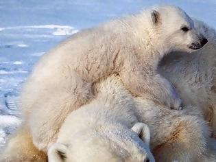Φωτογραφία για Mεγάλη μείωση του πληθυσμού πολικών αρκούδων