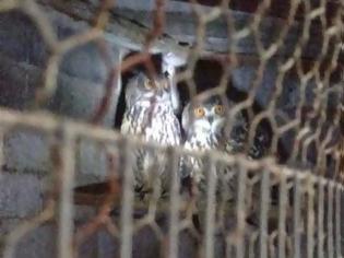Φωτογραφία για Βρήκαν περισσότερα από 200 άγρια πουλιά αιχμάλωτα σε σπίτι στην Παιανία