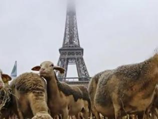 Φωτογραφία για Πρόβατα διαδήλωσαν κατά των λύκων στον Πύργο του Άιφελ...