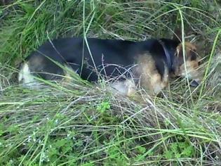 Φωτογραφία για Κάτω Αχαΐα: Θανάτωσαν σκυλιά – Έριξαν φόλες σε έξι αδέσποτα τετράποδα