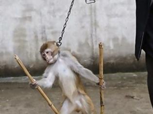 Φωτογραφία για ΔΕΝ ΑΝΤΕΧΕΤΑΙ-ΣΠΑΡΑΚΤΙΚΕΣ ΕΙΚΟΝΕΣ: ΔΕΙΤΕ πως κακοποιούν τα ζώα για να τα εκπαιδεύσουν! [photos]