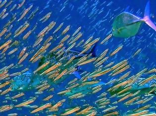 Φωτογραφία για Κουστώ: Αν δεν δράσουμε, δεν θα υπάρχουν ψάρια το 2040