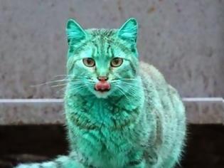 Φωτογραφία για Πέπλο μυστηρίου γύρω από μια... πράσινη γάτα! (video]